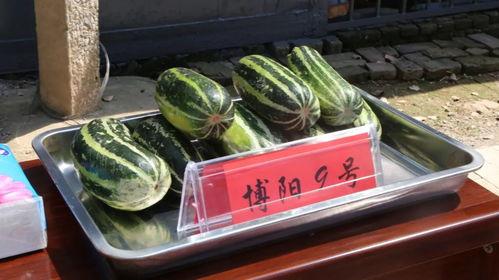 什么叫吃瓜大会,吃瓜大会背后的娱乐现象解析