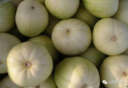 梦见瓜园吃甜瓜,甜蜜瓜果的奇幻之旅