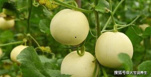 梦见瓜园吃甜瓜,甜蜜瓜果的奇幻之旅