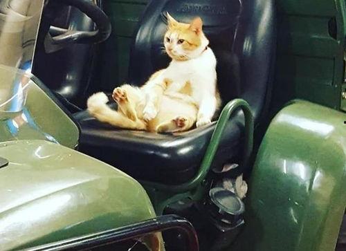 吃瓜吃成团宠,吃瓜达人变身团宠传奇