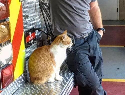 吃瓜吃成团宠,吃瓜达人变身团宠传奇