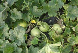 丑丑吃瓜,揭秘娱乐圈的甜蜜与苦涩