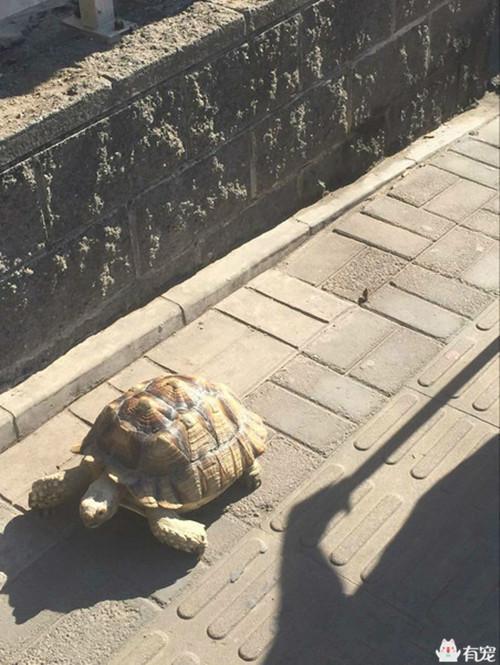 老王八吃瓜,揭秘娱乐圈背后的秘密与八卦