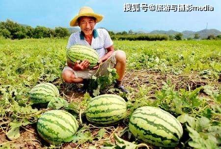 安新吃瓜事件后续,真相大白，后续发展引人关注