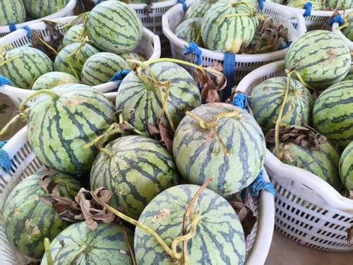 扬州近期吃瓜事件,揭秘背后真相与网络热议