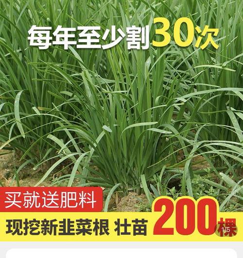 吃瓜不保真,吃瓜不保真，真相难辨