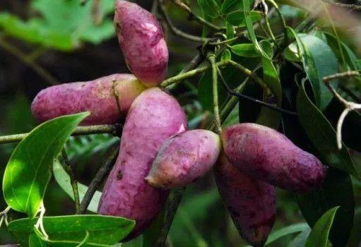 吃八月瓜野生,探寻大自然的馈赠