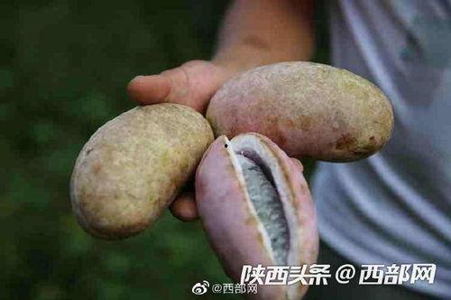 吃八月瓜野生,探寻大自然的馈赠