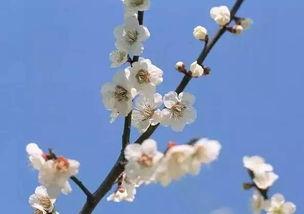 梅花七吃瓜录音,揭秘娱乐圈幕后故事