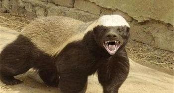 带你吃瓜的瓜哥平头哥,瓜哥平头哥带你领略美食江湖