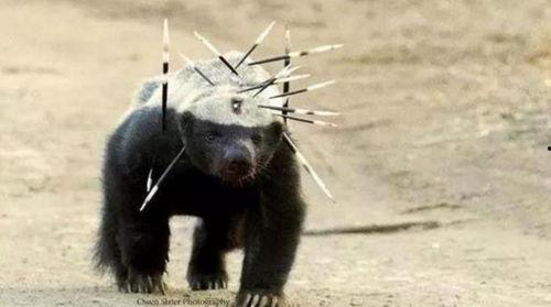 带你吃瓜的瓜哥平头哥,瓜哥平头哥带你领略美食江湖