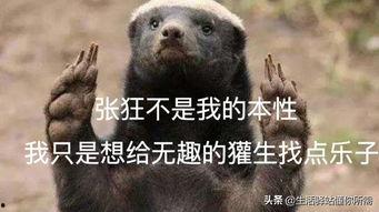 带你吃瓜的瓜哥平头哥,瓜哥平头哥带你领略美食江湖