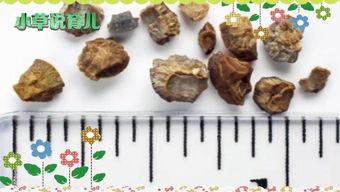 肾结石吃玉瓜好不好,肾结石患者食用玉瓜的利弊分析