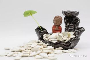 坐月吃白瓜,白瓜的营养与食用指南