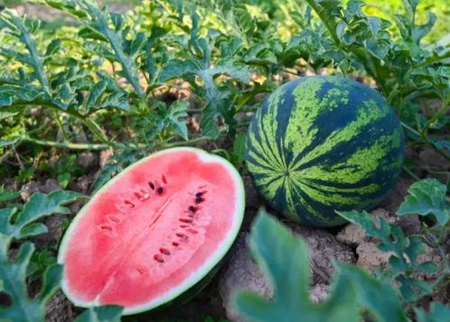 吃瓜河南飞广州