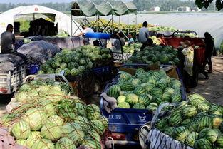 吃瓜河南飞广州