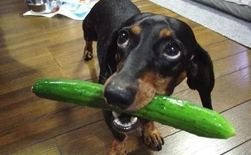 白狗吃瓜和被抓吃瓜区别,两种截然不同的“瓜”境