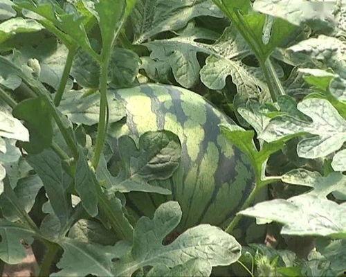 沙头在线吃瓜,揭秘网络吃瓜群众的狂欢盛宴