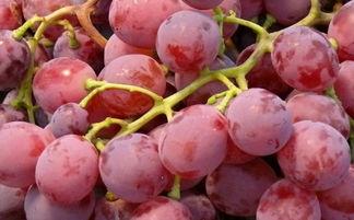 吃瓜提子,品味提子甜蜜时光