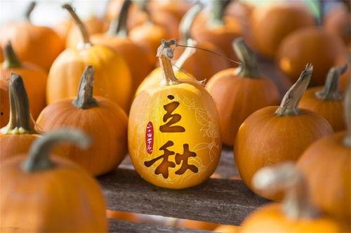 立秋吃瓜啃秋,啃秋习俗传承与美食探索