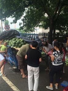 吃瓜打卡地郑州,瓜田里的城市打卡之旅