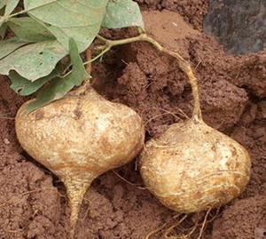 土耳瓜和红薯能一起吃吗