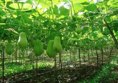 吃福寿瓜好吗,健康美味，养生佳品