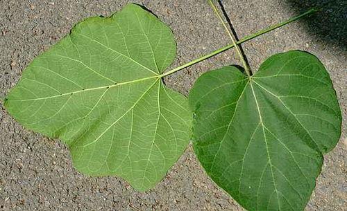 吃瓜叶的视频,视频带你领略瓜叶美食的魅力