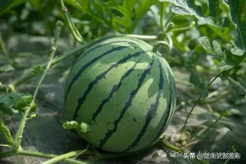 10吃瓜网,10吃瓜网带你领略明星幕后故事