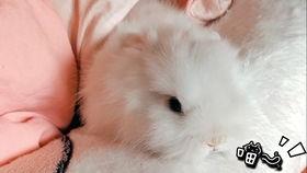 吃瓜的兔子516,揭秘娱乐圈背后的那些事儿