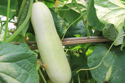 白的瓜怎么吃,解锁夏日清新美味