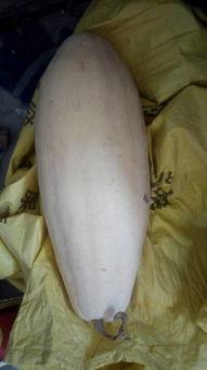 吃瓜大白39,一场关于瓜农生活的深度对话