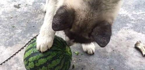 冰冻鸡瓜能给狗吃吗,狗狗能否享用的美味佳肴？