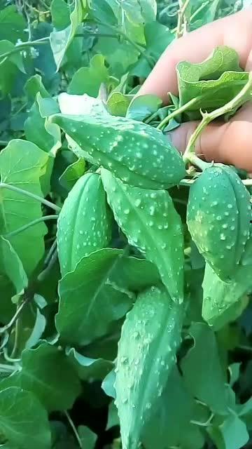 嘴瓢吃瓜完结,一场爆笑与泪水的情感盛宴