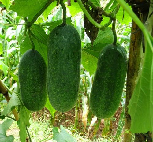 种瓜得瓜吃瓜,瓜农的丰收故事