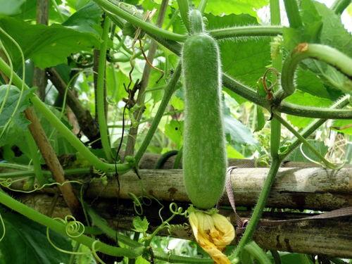 种瓜得瓜吃瓜,瓜农的丰收故事