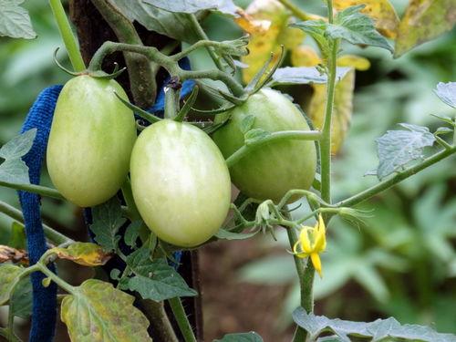 种瓜得瓜吃瓜,瓜农的丰收故事