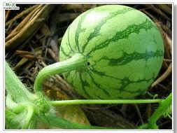 吃伽师瓜口腔溃疡,揭秘瓜果与健康的微妙关系