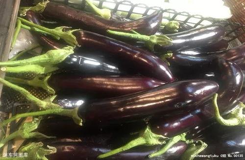 小瓜茄子怎么吃,解锁家常美味新境界