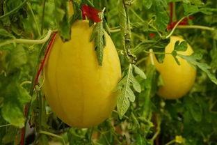 花桥吃瓜群,揭秘网络社交圈的趣味与争议