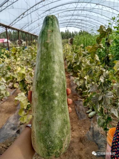 新新吃瓜,揭秘娱乐圈最新热点事件