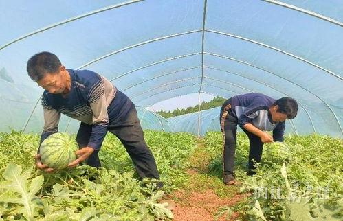 东兴基地佬吃瓜视频,一场别开生面的“吃瓜”盛宴