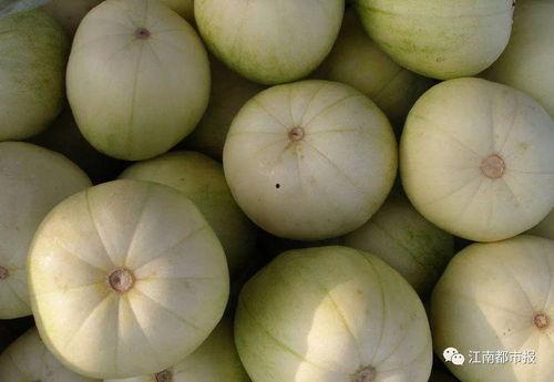 梦见瓜园吃甜瓜