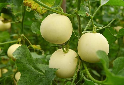 梦见瓜园吃甜瓜