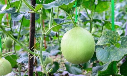 吃瓜沙嗓子,网络热词背后的文化现象