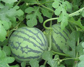 日本瓜孕妇可以吃吗,安全与营养两不误