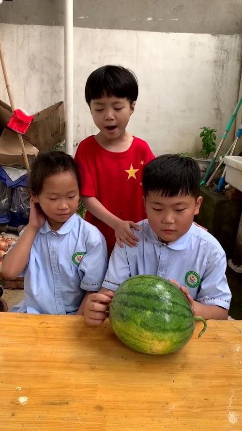 大杨哥爸爸吃瓜,大杨哥爸爸的瓜田奇遇记