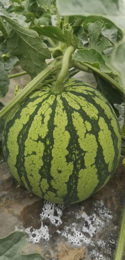 吃瓜必看的视频大全