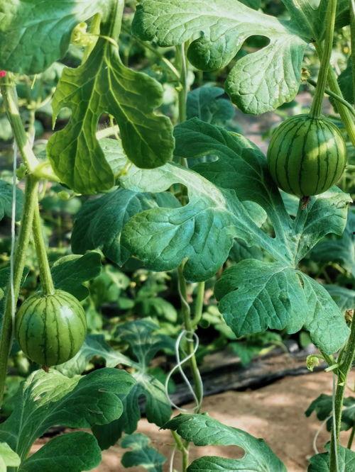 天子瓜怎么吃,解锁宫廷佳肴的秘密