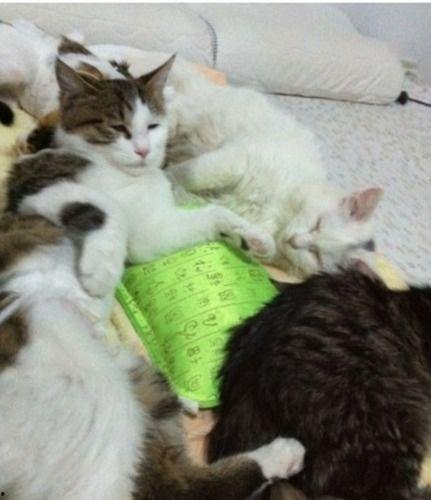 猫猫吃瓜拉肚子么,猫猫吃瓜后腹泻现象解析